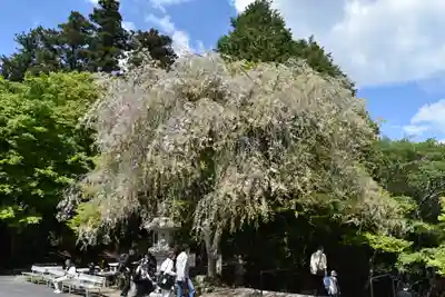 比叡山延暦寺の周辺