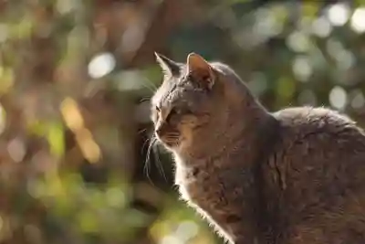 玉野御嶽神社(愛知県)