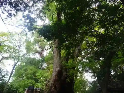 來宮神社(静岡県)