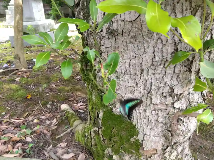 春日神社(福井県)