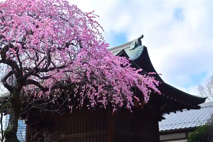 五條天神社の自然