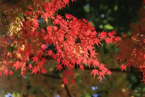 田村神社の自然