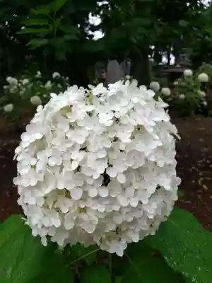妙法寺(東京都)
