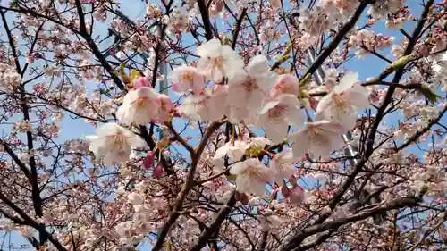 報徳二宮神社の自然