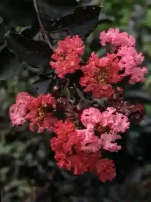 成子天神社(東京都)