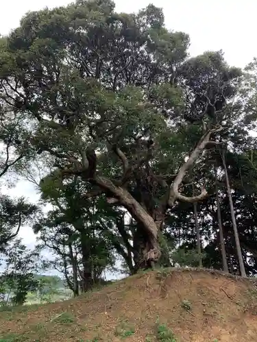 山田神社の自然