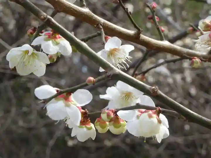 阿邪訶根神社の自然