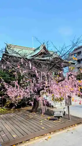 桜神宮のおみくじ