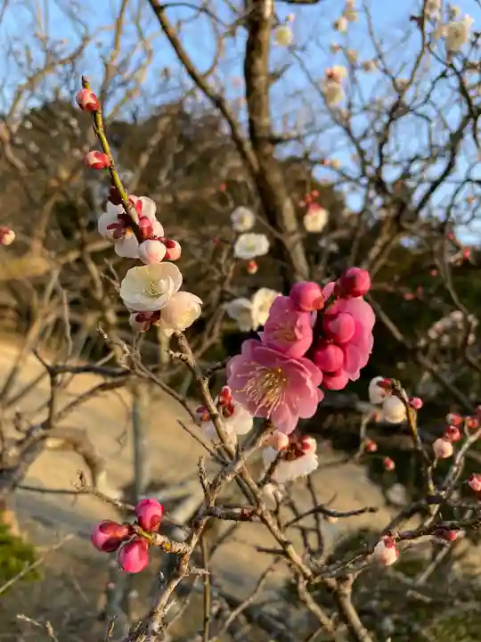 大生郷天満宮の自然