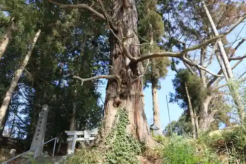 阿久津「田村神社」（郡山市阿久津町）旧社名：伊豆箱根三嶋三社の自然