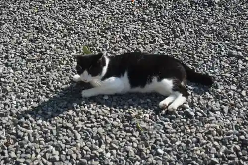 唐澤山神社の動物