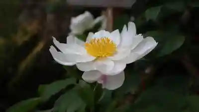 東光院(大阪府)