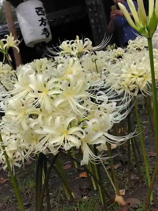 横浜 西方寺(神奈川県)