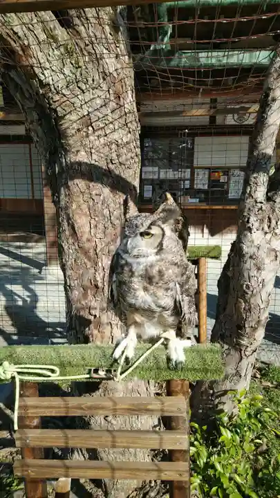 宮地嶽神社の動物