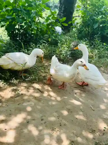 楽法寺（雨引観音）の{uncategorized: "未分類", other: "その他", undefined: "問題あり", building: "その他建物", grave: "お墓", sacred_gate: "鳥居", guardian: "狛犬", statue: "像", buddha: "仏像", history: "歴史", nature: "自然", garden: "庭園", animal: "動物", pagoda: "塔", temizu: "手水舎", mountain_gate: "山門・神門", sanctuary: "本殿・本堂", subordinate: "末社・摂社", art: "芸術", scenery: "景色", jizo: "地蔵", ema: "絵馬", goshuin: "御朱印", omikuji: "おみくじ", items: "授与品その他", amulet: "お守り", goshuincho: "御朱印帳", eats: "食事", festival: "お祭り", votive_dance: "神楽", shichigosan: "七五三参", wedding: "結婚式", experience: "体験その他", initially: "初詣", around: "周辺", anti_infection: "感染症対策"}