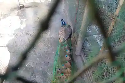 岩槻久伊豆神社(埼玉県)