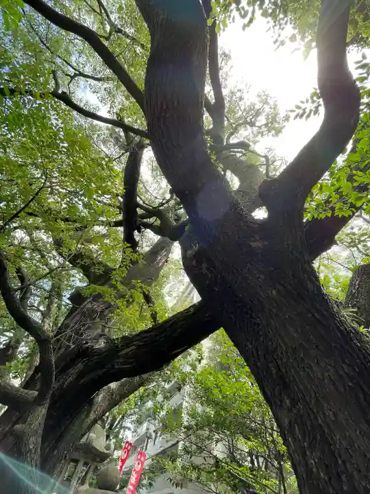 若一神社の自然