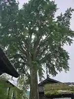 了徳寺(滋賀県)