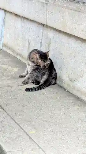 白金氷川神社の動物