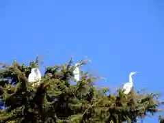 大前神社の動物