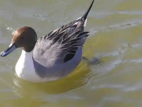 鶴岡八幡宮の動物