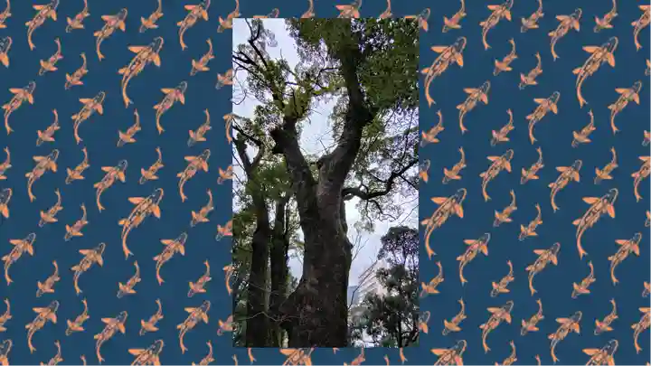 來宮神社(静岡県)