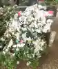 千葉寺の{uncategorized: "未分類", other: "その他", undefined: "問題あり", building: "その他建物", grave: "お墓", sacred_gate: "鳥居", guardian: "狛犬", statue: "像", buddha: "仏像", history: "歴史", nature: "自然", garden: "庭園", animal: "動物", pagoda: "塔", temizu: "手水舎", mountain_gate: "山門・神門", sanctuary: "本殿・本堂", subordinate: "末社・摂社", art: "芸術", scenery: "景色", jizo: "地蔵", ema: "絵馬", goshuin: "御朱印", omikuji: "おみくじ", items: "授与品その他", amulet: "お守り", goshuincho: "御朱印帳", eats: "食事", festival: "お祭り", votive_dance: "神楽", shichigosan: "七五三参", wedding: "結婚式", experience: "体験その他", initially: "初詣", around: "周辺", anti_infection: "感染症対策"}
