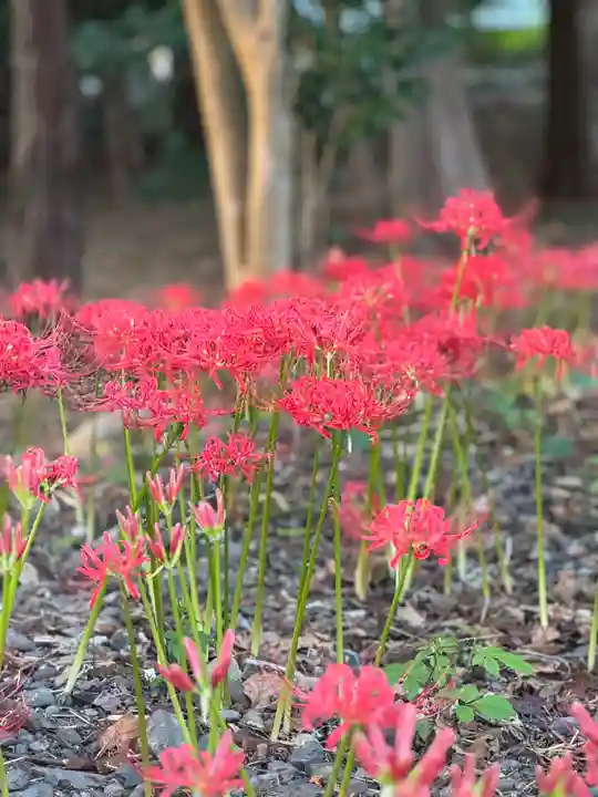 沙沙貴神社(滋賀県)