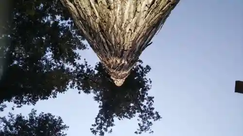 熊野神社の自然
