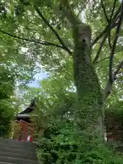 愛宕神社の自然