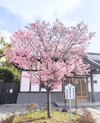 葛飾八幡宮の{uncategorized: "未分類", other: "その他", undefined: "問題あり", building: "その他建物", grave: "お墓", sacred_gate: "鳥居", guardian: "狛犬", statue: "像", buddha: "仏像", history: "歴史", nature: "自然", garden: "庭園", animal: "動物", pagoda: "塔", temizu: "手水舎", mountain_gate: "山門・神門", sanctuary: "本殿・本堂", subordinate: "末社・摂社", art: "芸術", scenery: "景色", jizo: "地蔵", ema: "絵馬", goshuin: "御朱印", omikuji: "おみくじ", items: "授与品その他", amulet: "お守り", goshuincho: "御朱印帳", eats: "食事", festival: "お祭り", votive_dance: "神楽", shichigosan: "七五三参", wedding: "結婚式", experience: "体験その他", initially: "初詣", around: "周辺", anti_infection: "感染症対策"}