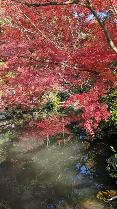 くろ谷 金戒光明寺(京都府)