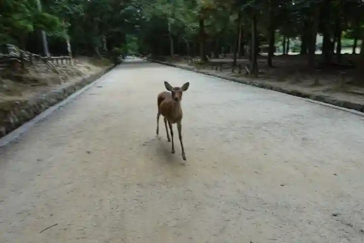 春日大社の動物