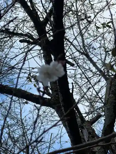 熊野神社の自然