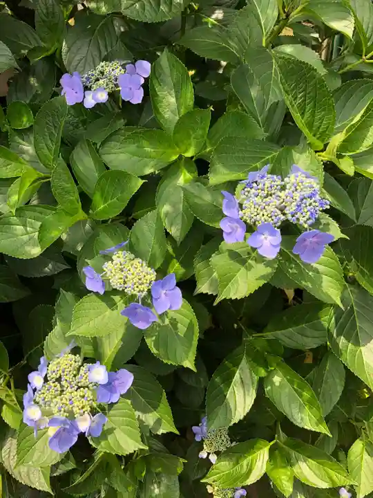 白山神社の自然