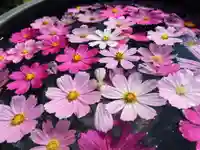 般若寺 ❁コスモス寺❁の自然