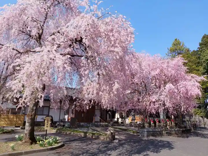 赤門の寺 法蔵寺の自然