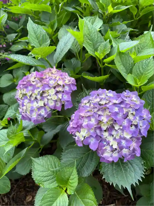 市杵島神社(高萩八幡宮境内社)(茨城県)