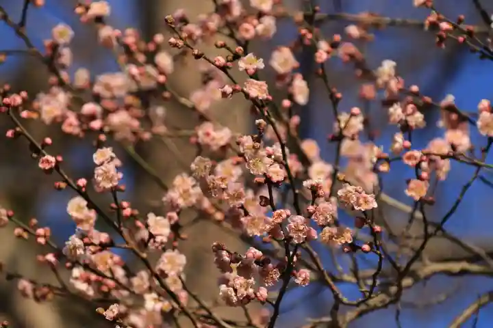 阿久津「田村神社」(郡山市阿久津町)旧社名:伊豆箱根三嶋三社の庭園