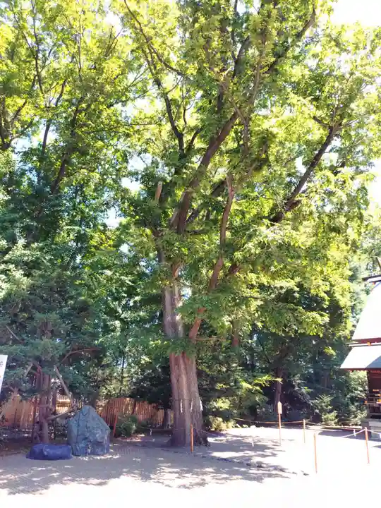 旭川神社の自然