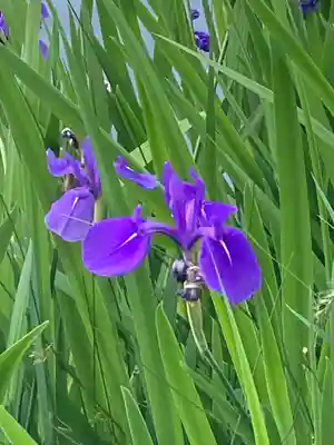 厳島神社の宇賀神社 穴弁天(東京都)