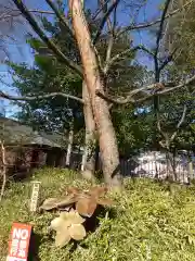 櫻木神社(千葉県)