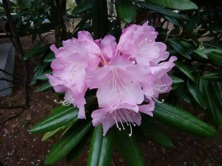 大谷地神社の自然