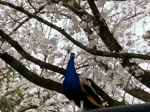 楽法寺（雨引観音）(茨城県)