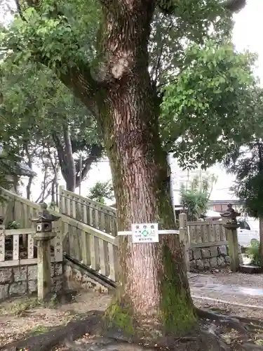 神明社（八事町）の自然