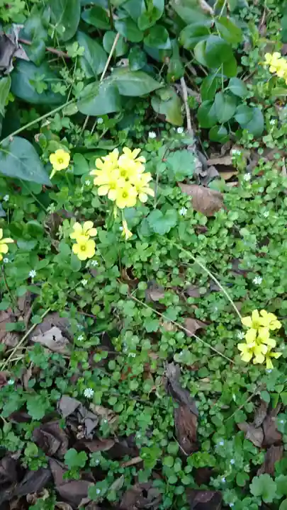 大山祇神社の自然