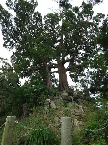 森戸大明神（森戸神社）の自然