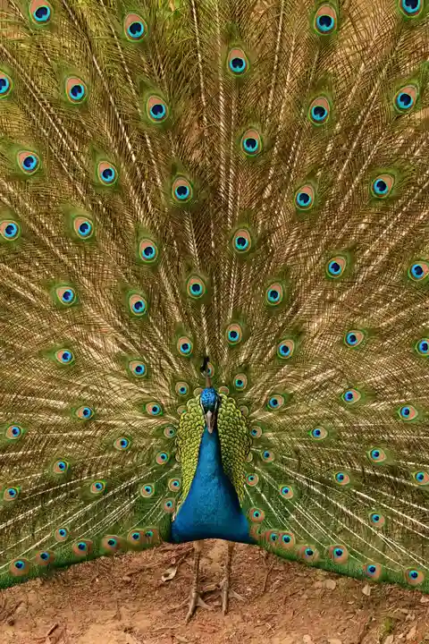 楽法寺(雨引観音)(茨城県)
