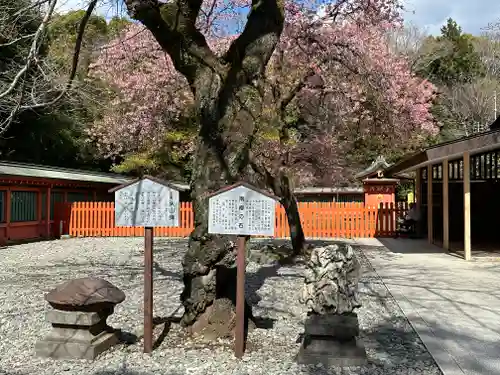 富士山本宮浅間大社(静岡県)
