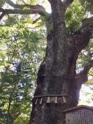 船江上社の自然